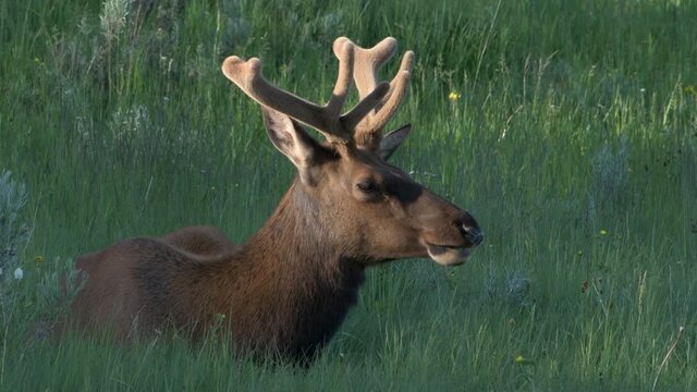 Male bull elk with velvet covered antlers sits calmly in the high grass of a mountain meadow.
