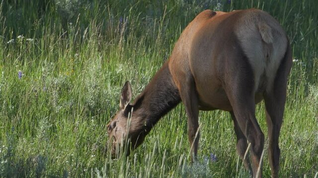 Female elk grazes on lush grass in the mountains of the American West.