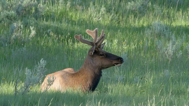 Young male bull elk growing velvet covered antlers sits calmly in the high grass of Yellowstone National Park.