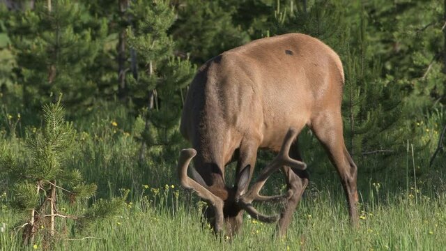 Healthy male bull elk grazes on lush grass in the mountains of the American West.