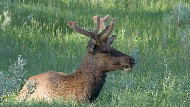 A bull elk with velvet covered antlers sits calmly in the high grass of Yellowstone National Park.