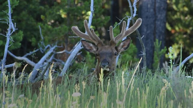 Bull elk growing velvet covered antlers sits calmly in the high grass of Yellowstone National Park.
