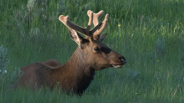 Bull elk growing velvet covers antlers sits calmly in the high grass of Yellowstone National Park.