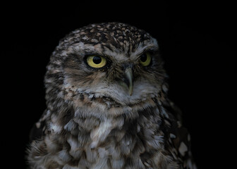 Portrait of a beautiful Burrowing owl (Athene cunicularia). Looking into the camera. Isolated on a black background.