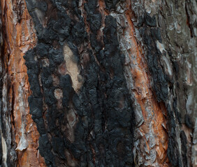 Scorched pine trunk after fire