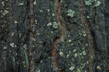 Seared pine trunk after fire moss