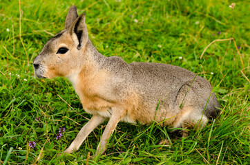 Obraz premium Patagonian Mara (Dolichotis patagonum). Hare rabbit.