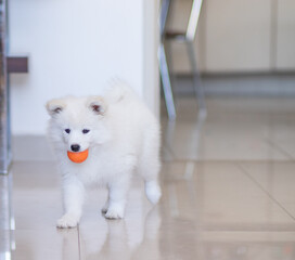 white samoyed puppy playing with ball