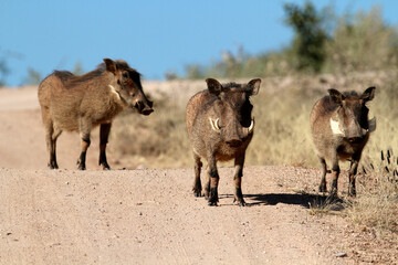 Three little warthogs standing on the road
