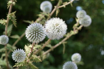beautiful spherical plants in nature close-up with a blurred background.