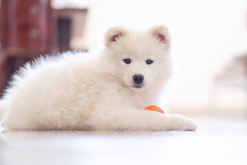 white samoyed puppy with ball