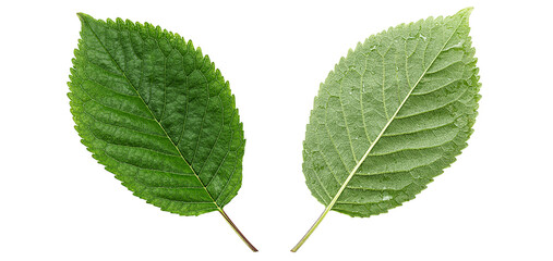 Close up cherry leaf isolated on a white background.