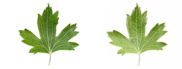 Close up currant leaf isolated on a white background.