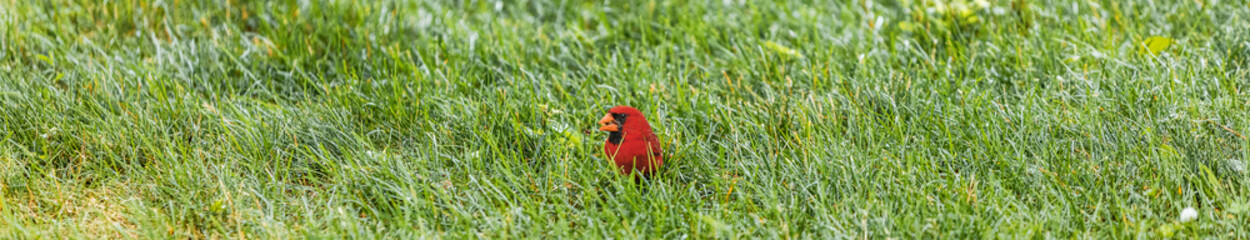 Red Northern male cardinal eating seeds in grass banner panoramic background. Summer.