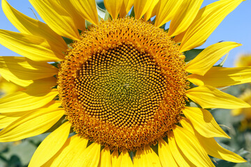 Sunflower natural background. Sunflower blooming. Close-up of sunflower
