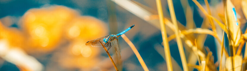 Blue dasher dragonfly at summer pond panoramic banner.
