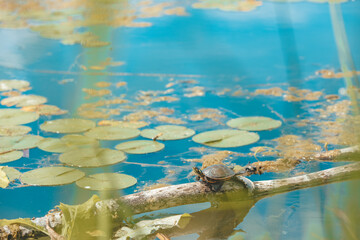 Canada aquatic animals summer background. Forest pond painted turtle resting on wood log in the sun next to water lillies.
