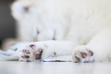Fototapeta na wymiar paws of a white dog lying on the floor
