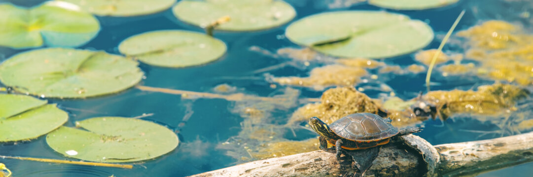 Painted turtle resting in forest pond with water lillies. Nature animal from Canada banner panoramic.