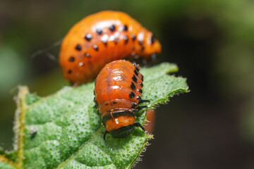 Colorado potato beetle larvae eats potato leaves, damaging agriculture