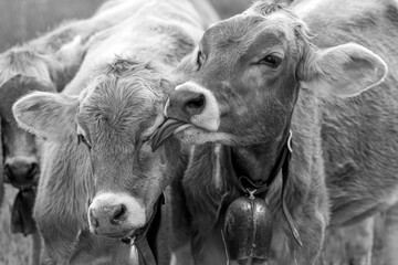 Kälber - Allgäu - Schumpen - niedlich - lustig