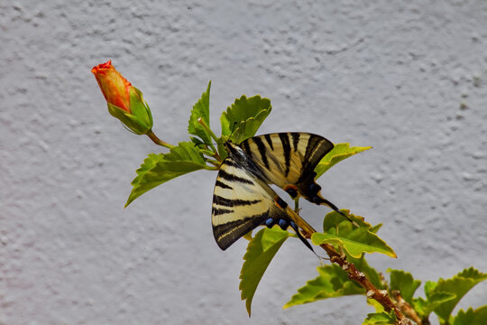 Swallowtail Butterfly . Stripped butterfly on Hibiscus plant. Stock Image.Whitewashed wall in the background.
