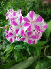 unusual Phlox Peppermint Twist white with pink stripes. Flower Wallpaper