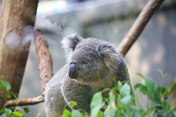 Koala auf  Eukalyptus 