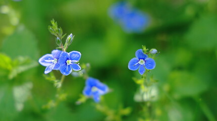 forget me not