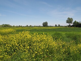 Rural landscape with a field of yellow rape, green trees on the horizon and blue sky, Żuławy Gdańskie, Poland