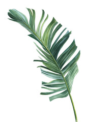 Tropical palm leaf on a white background. Watercolor botanical illustration, summer clipart. Strelitzia leaf 