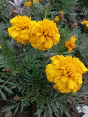 bright yellow fluffy Marigolds. Flower Wallpaper