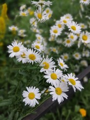 Fototapeta premium a bed of sweet daisies near the black iron fence on blurred background. wallpaper with blooming flowers