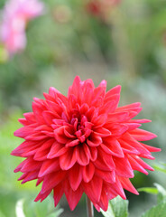 Dahlia