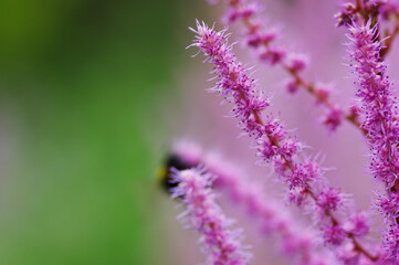 close up of lavender