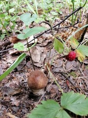 Beautiful birch mushroom on a gray leg with a brown cap in the forest on a background of moss, grass and leaves. Natural Wallpaper.Autumn forest harvest.brown cap boletus