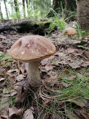 Beautiful birch mushroom on a gray leg with a brown cap in the forest on a background of moss, grass and leaves. Natural Wallpaper.Autumn forest harvest.brown cap boletus