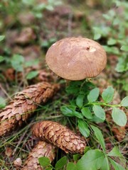 Beautiful birch mushroom with pine cones on a gray leg with a brown cap in the forest on a background of moss, grass and leaves. Natural Wallpaper.Autumn forest harvest.brown cap boletus