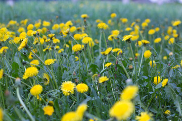 Fototapeta na wymiar Field of dandelions 