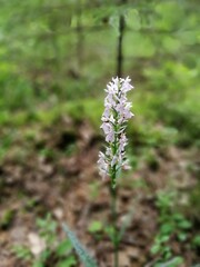 wild forest white with red dots Orchid on a blurred background