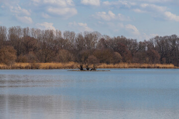 An island with a tree in the middle of a pond. At the edge is a forest and above it a blue sky with clouds.