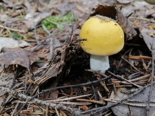 small  russule yellow mushroom in the forest in green moss and brown fallen leaves. Nature Wallpaper