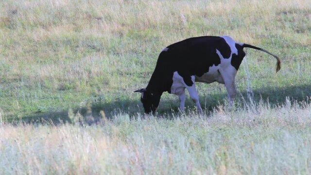 A cow defecates in a pasture field in the General plan