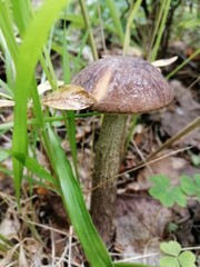 Beautiful birch mushroom on a gray leg with a brown cap in the forest on a background of moss, grass and leaves. Natural Wallpaper.Autumn forest harvest.brown cap boletus