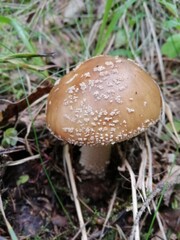 Beautiful birch mushroom on a gray leg with a brown cap in the forest on a background of moss, grass and leaves. Natural Wallpaper.Autumn forest harvest.brown cap boletus