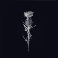 Thistle flower black and white