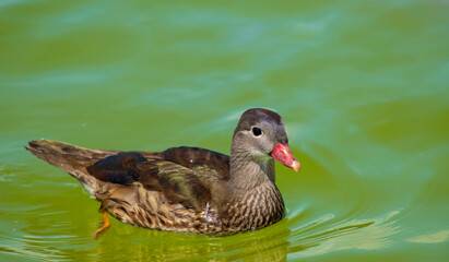 Süße Ente schwimmt unbekümmert im See im Sommer