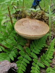 Beautiful birch mushroom on a gray leg with a brown cap in the forest on a background of moss, grass and leaves. Natural Wallpaper.Autumn forest harvest.brown cap boletus