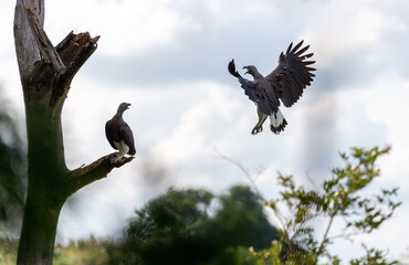 A pair of Grey Headed Fish Eagles photographed in Sigiriya, Sri Lanka