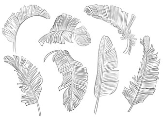 Tropical palm leaves drawn by line set on white background, coloring book